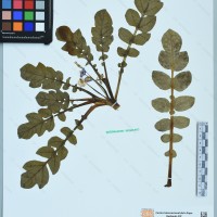 CIP 761024 herbarium
