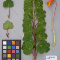 CIP 203039 Herbarium