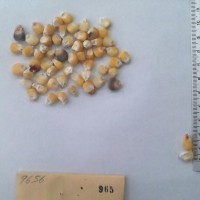 CIMMYTMA 965 - Reference Inventory.jpg