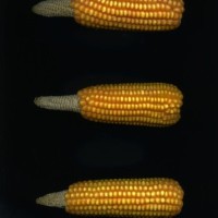 CIMMYTMA 4961 BRAZ 2107 AF20A-0903-219 E.jpg