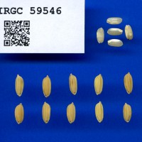 IRGC 59546 Seed Photo