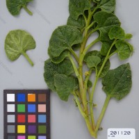 CIP 201120 Herbarium