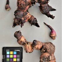 CIP 206005 (rhizome).JPG