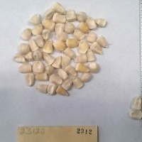 CIMMYTMA 2312 - Reference Inventory.jpg