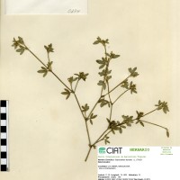 174 herbarium