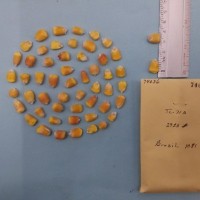 CIMMYTMA 7463 - Reference inventory.jpg