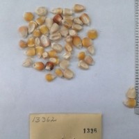 CIMMYTMA 1336 - Reference Inventory.jpg