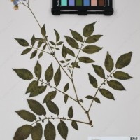 CIP 760248_HHCH 4531c_09.jpg