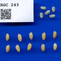 IRGC 243 Seed Photo