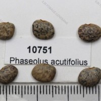 10751_Seed.jpg