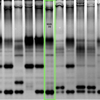 GUA32 gel