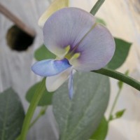 TV03645-f.jpg
