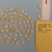 CIMMYTMA 25684 - Reference Inventory.jpg