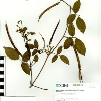 15582 herbarium