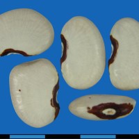 G25422 seed.jpg