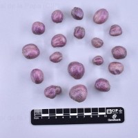 CIP 761504_OCHS 13141_med_T(i).jpg