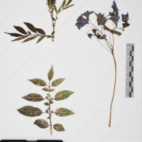 CIP 765693_RPSP 004_04.jpg