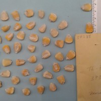 CIMMYTMA 5738 - Reference Inventory.jpg