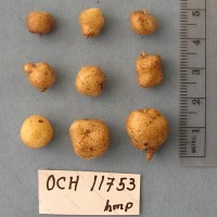 CIP 761052 Tuber