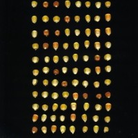 CIMMYTMA 16850 BARB 301 AF18A-0903-179 K.jpg