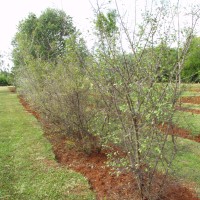 Flueggea virosa 16903 tree.JPG