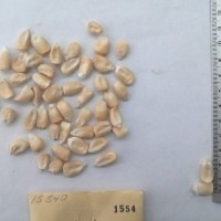 CIMMYTMA 1554 - Reference Inventory.jpg