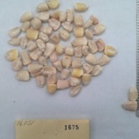 CIMMYTMA 1675 - Reference Inventory.jpg