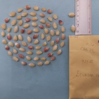 CIMMYTMA 8195 - Reference inventory.jpg