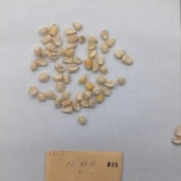 CIMMYTMA 685 - Reference Inventory.jpg