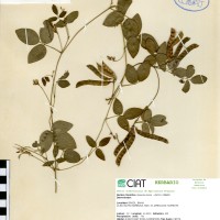 8965 herbarium