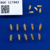 IRGC 117983 Seed Photo