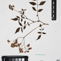 CIP 761064_OCHS 15528_08.jpg