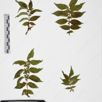 CIP 765705_RPSP 017_05.jpg