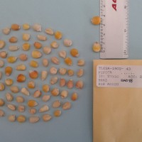 CIMMYTMA 27150 - Reference Inventory.jpg