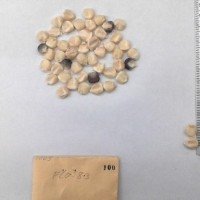 CIMMYTMA 100 - Reference Inventory.jpg