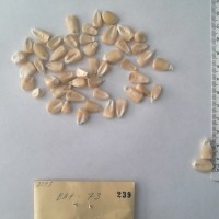 CIMMYTMA 239 - Reference Inventory.jpg