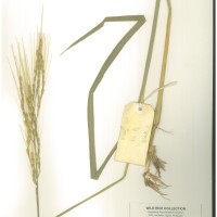 IRGC 99541 Herbarium