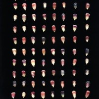 CIMMYTMA 8572 MEXI 578 BA23U-2903-10 K.jpg