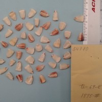 CIMMYTMA 5477 - Reference Inventory.jpg