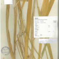IRGC 100952 Herbarium