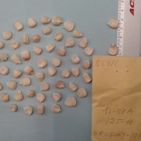 CIMMYTMA 5681 - Reference Inventory.jpg