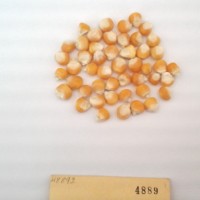 CIMMYTMA 4889 - Reference Inventory.jpg