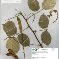 22376 herbarium