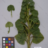 CIP 201021 Herbarium