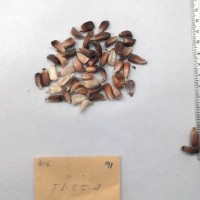 CIMMYTMA 91 - Reference Inventory.jpg