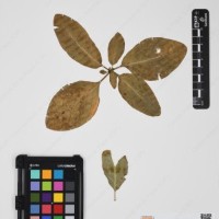 CIP 760537_HAM 205_01.jpg