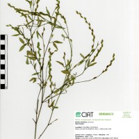 9869 herbarium