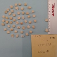 CIMMYTMA 5249 - Reference Inventory.jpg