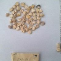 CIMMYTMA 309 - Reference Inventory.jpg