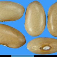 G24080A seed.jpg